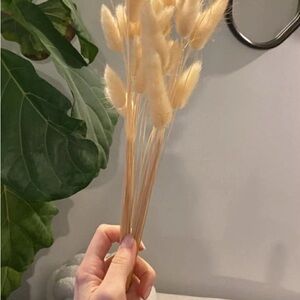 Neutral Beige Dried Bunny Tails - Decorative Home Accent